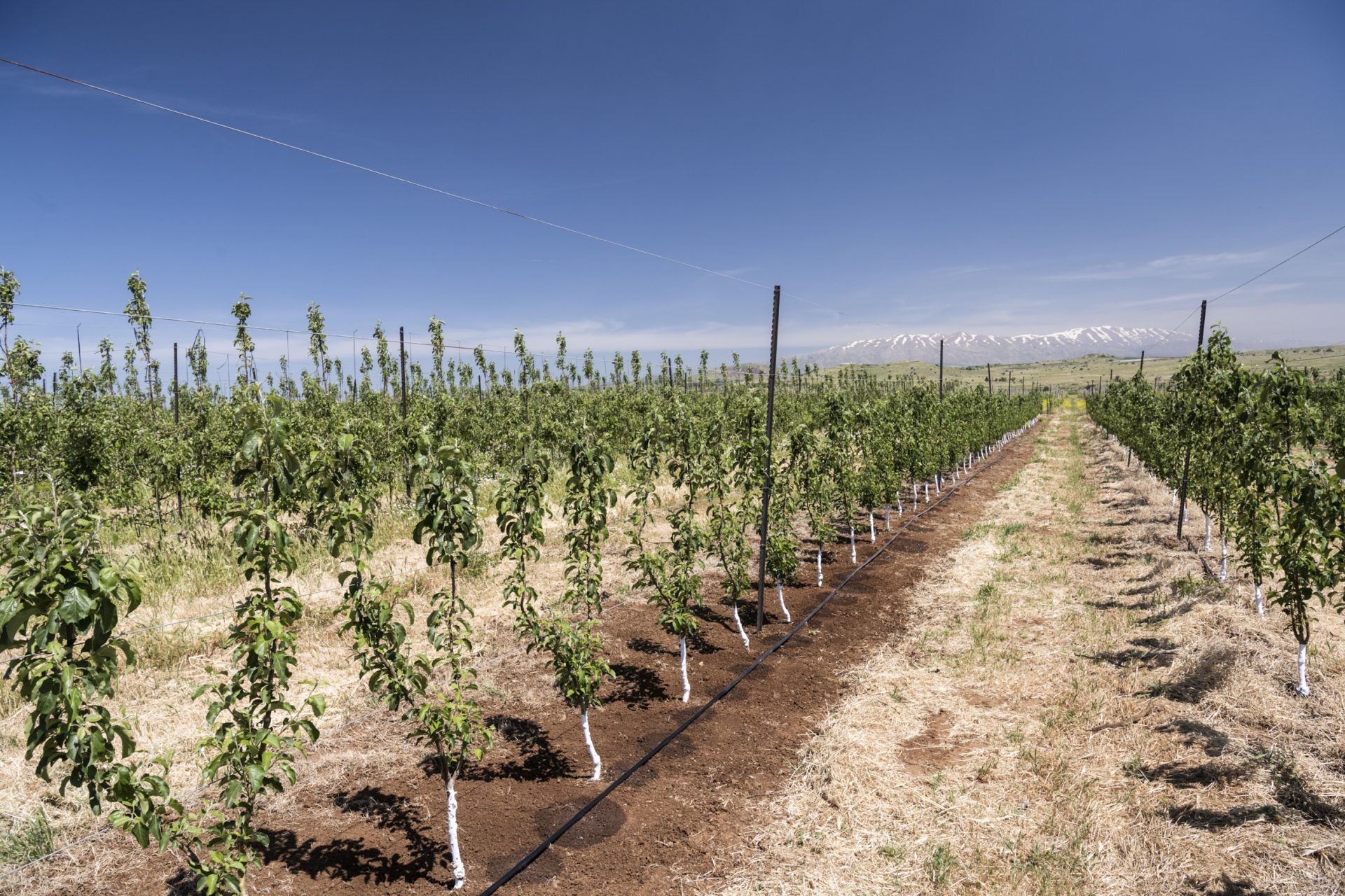Hill Country Orchard Kit